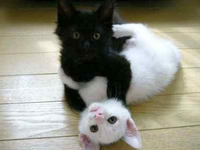 jeu de chatons